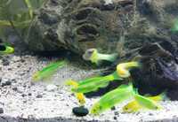 Danio Данио гло аквариумные рыбки akvarium baiqlari optm va dona