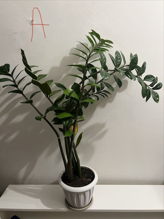 Продам домашние растения для офиса и дома