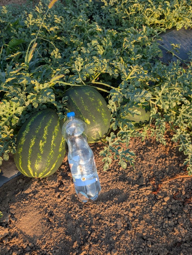 Vand pepeni verzi mirsini