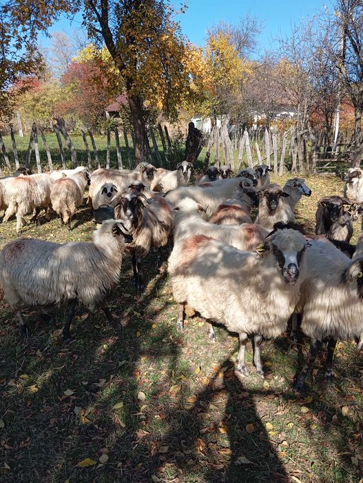 Vând  oi  reforma
