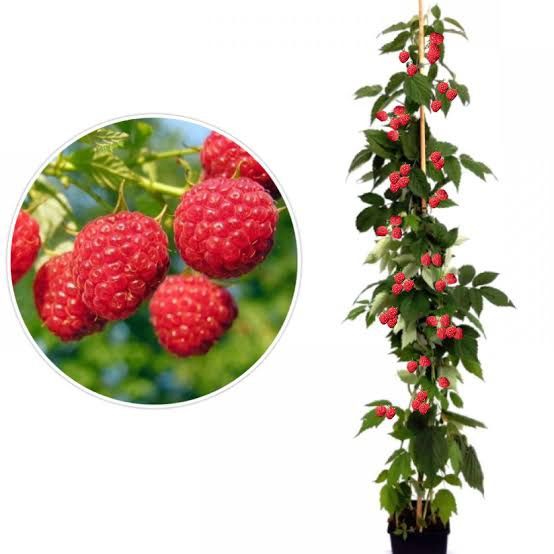 Zmeur De Tip Pomișor