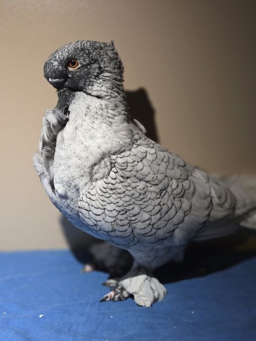 Porumbei de ornament blondineti