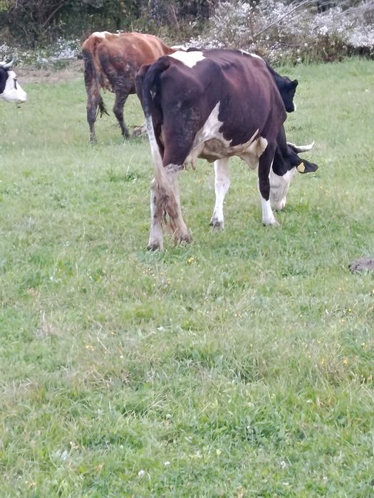 Vând vaca gestantă