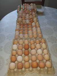 Ouă de casă, numai găini de rasă