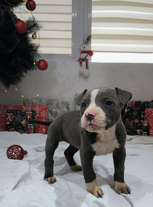 Американски питбул териер