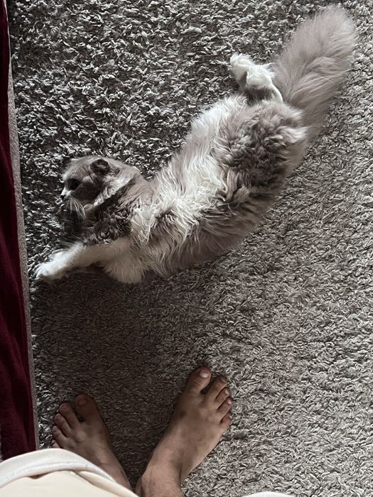 Кот , веслоухий