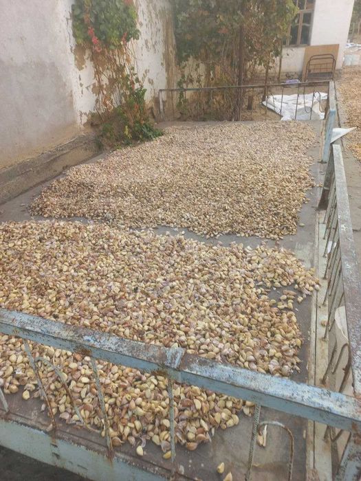 чеснок, саримсоқ пиёз уруғликка экишга тайёр