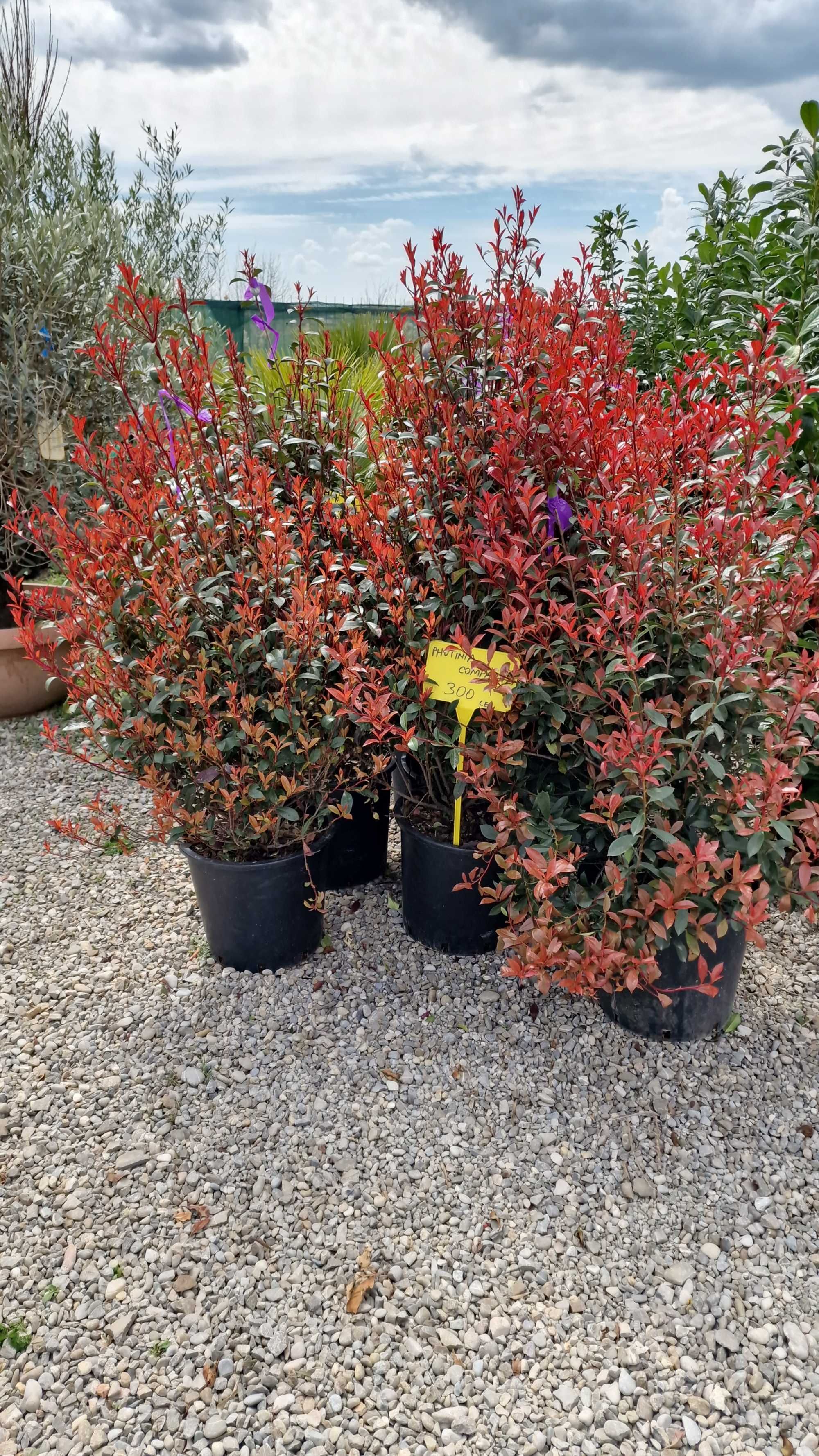 Photinia Tufa  Calitare Extra