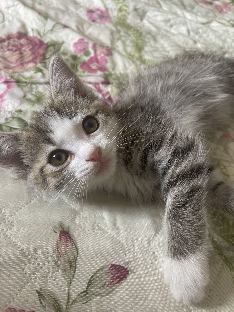 котенок 2,5месяца