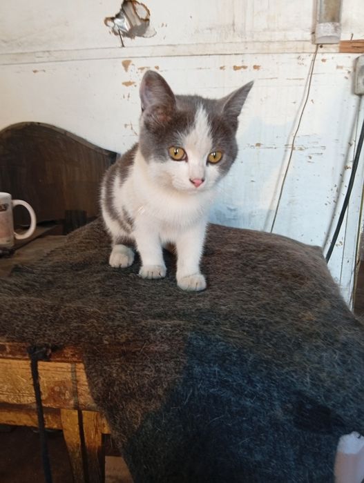 Котята ищут дом и добрых хозяев