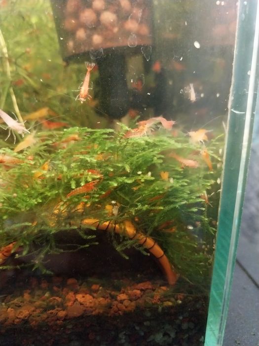 Creveti red cherry acvariu