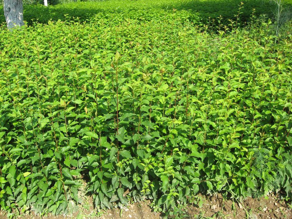 Продавам подложки джанка и махалебка.