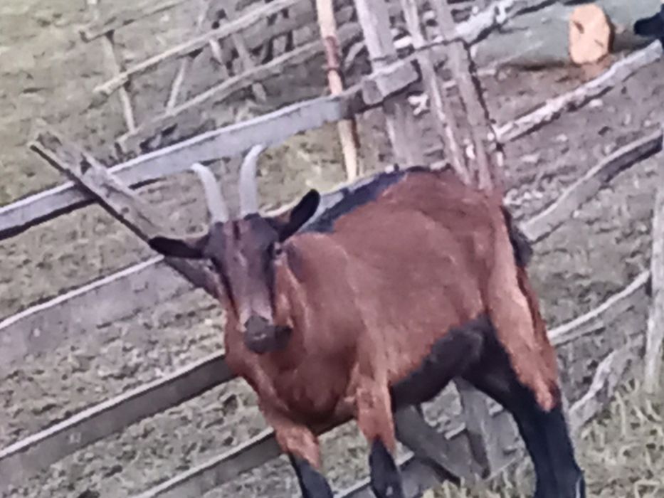 Vand capre bune de tinut