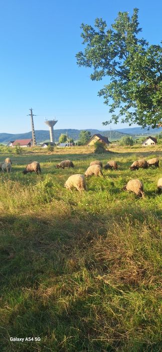 Vând oi si miei  de tinut sau taiat