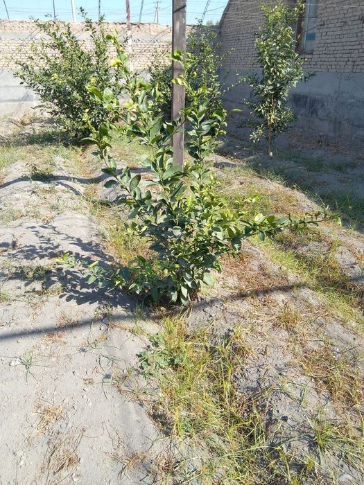 Limon ko'chatlari sotiladi 80 tub bor 4 yillik mir navidan