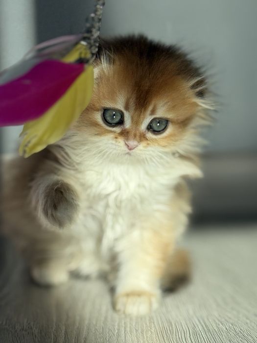 Хайленд фолд мальчик золотая шиншилла мальчик