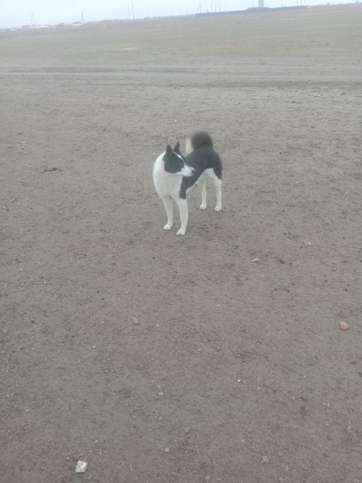 Продам РЕЛ кобель