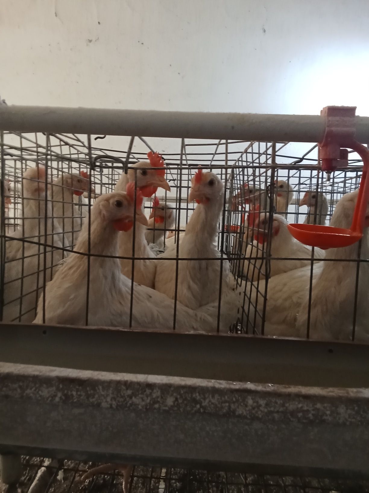 Yosh tovuqlari  tez va arzon sotiladi