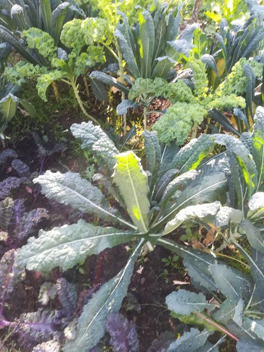 Varza Kale si Mangold (sfecla elvetiana sau spanacul mediteranean)