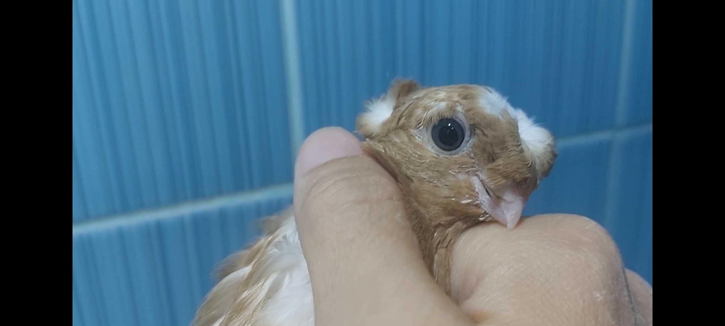 Продажа Узбекских двухчубых голубей