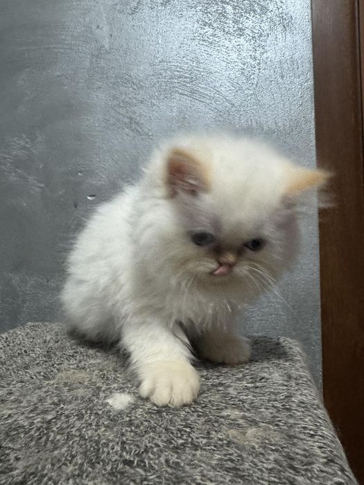 Персийски котета цена 300 лв