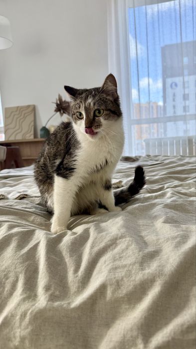 Отдам кошечку Дусю, стерилизована