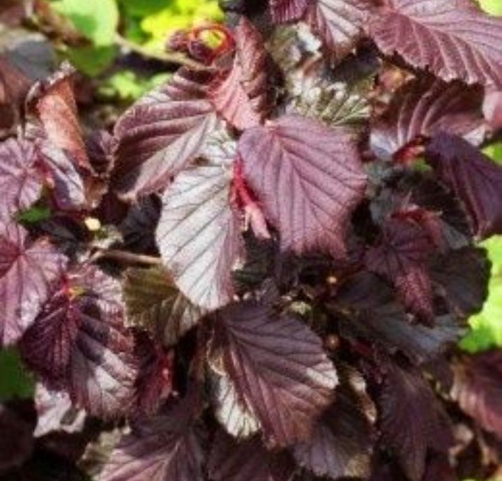 Alun (Soiul Syrena )