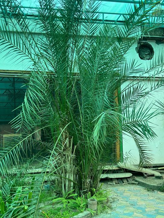 Живые Пальмы в Ташкенте