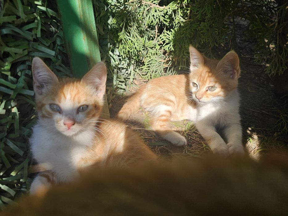 Dau spre adopție puiuți de pisicuță