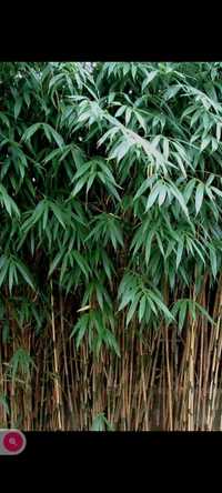 Vând bambus verde