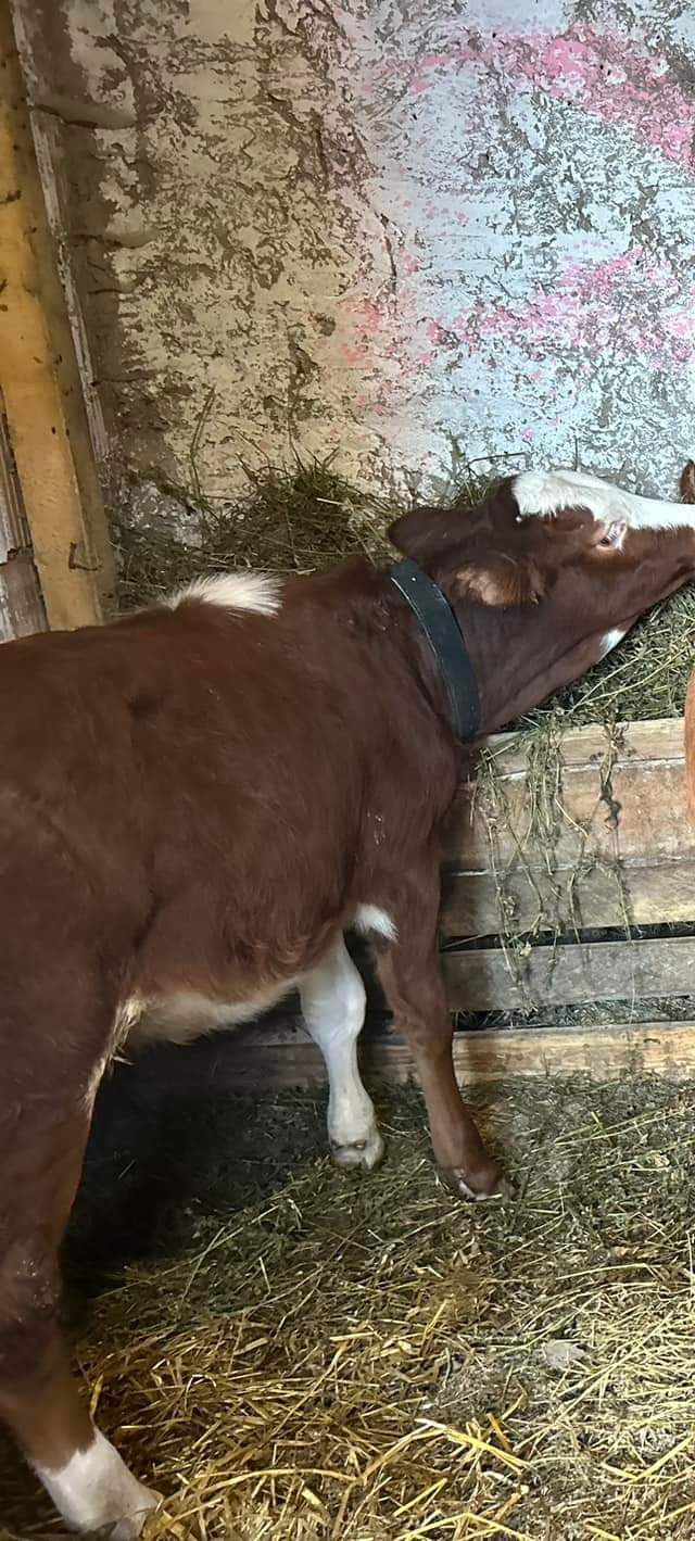 De vinzare o viteau intarcata