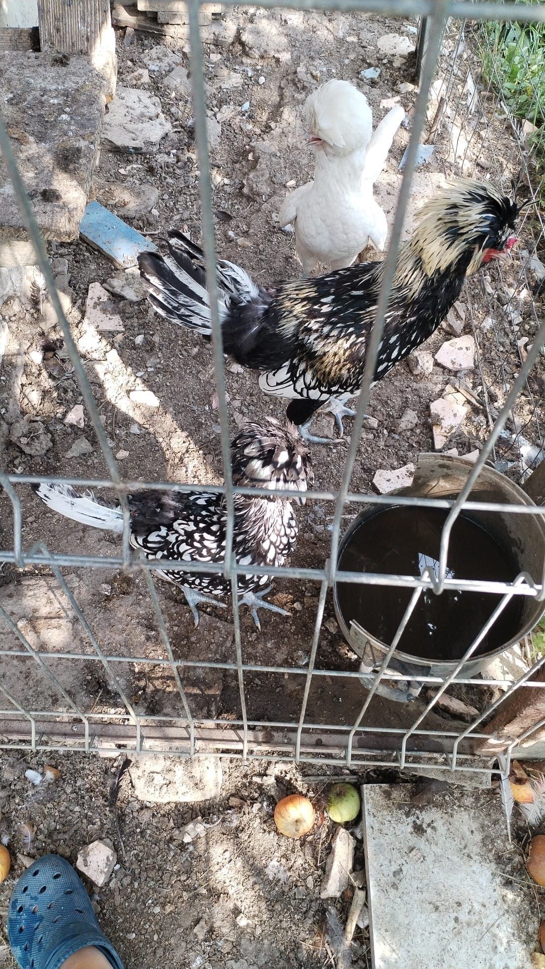 Găini Paduana vînd o pereche pe negru și un cocos pe Alb gălbui