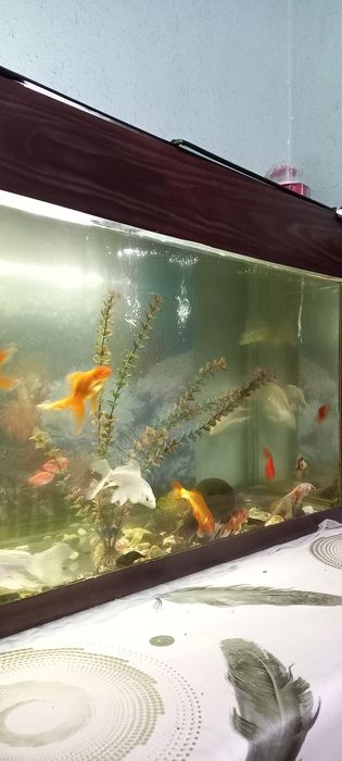 200litrlik akvarium