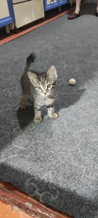 Отдам даром в хорошие руки котенка