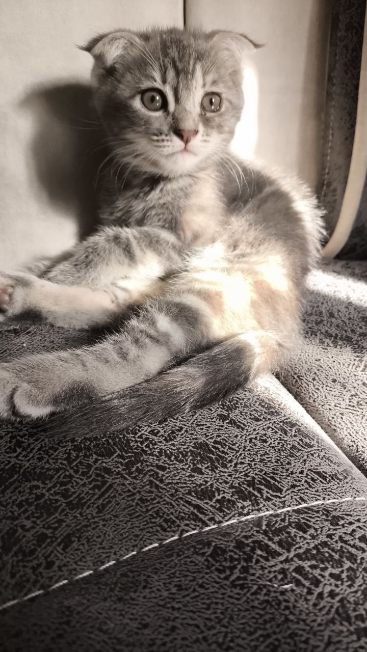 Продаётся срочно веслоухий котёнок