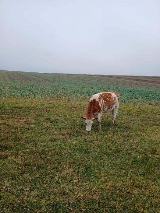 Vînd 2 vaci gestante