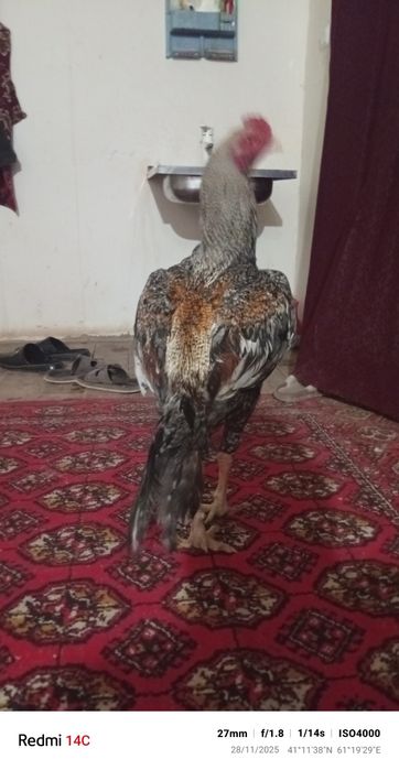 Сисарка сотилоди