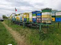 Stelaj apicol complet echipat ( familii de albine și remorcă)