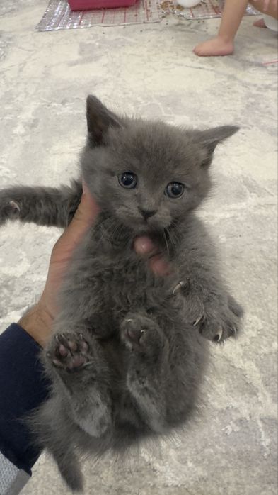 Продается котенек страйт очень красивый