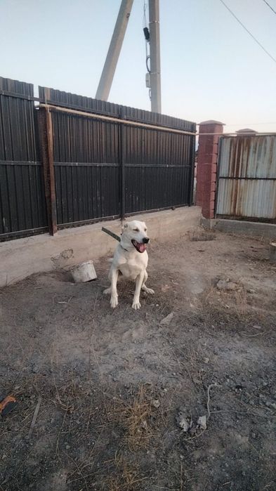 Алабай урғашы сатылады жасы 1жыл 15 кун