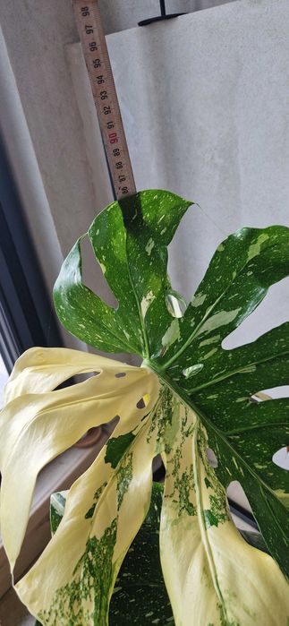 Monstera deliciosa variegata thai constelation albo