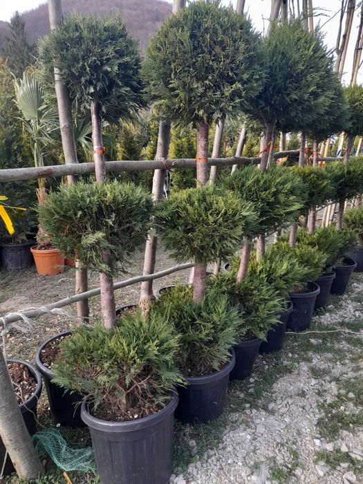 Plante Ornamentale