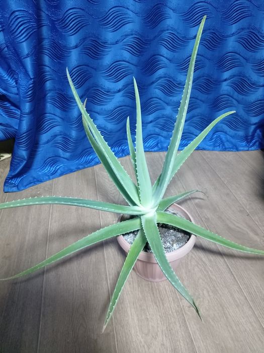 Продам лечебное растение Алоэ