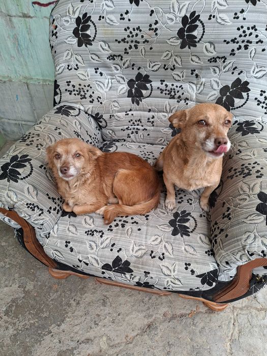 Отдам собак в хорошие руки.