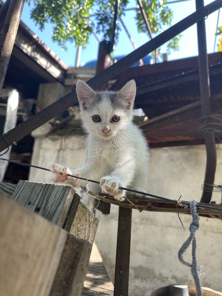 Малки котенца