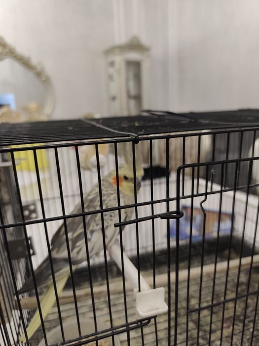 Korella para sotiladi ini bilan soglom.