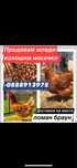 кокошки млади носачки ломан браун