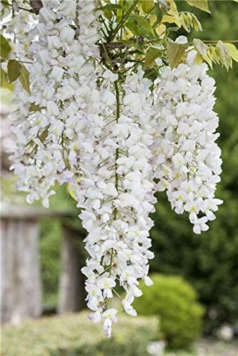 Wisteria (Glicina Toate Culorile disponibile )