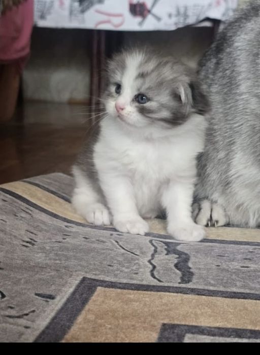 Шотланский веслохий котчта