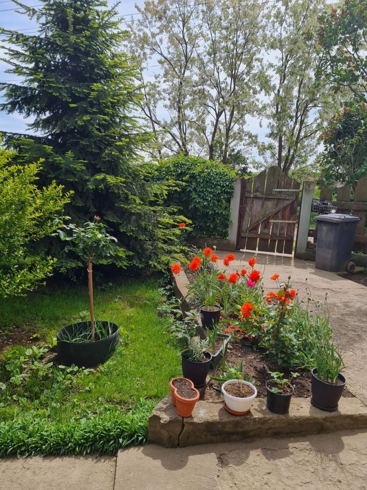 Casa+teren intravilan
